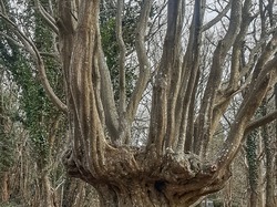 ARCISSES  10 ET 15 KM