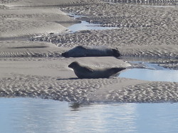 Côte d'Opale sept 2024: 4/4