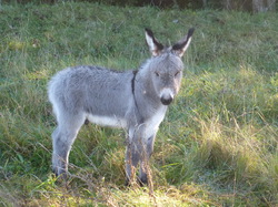 Côte d'Opale sept 2024: 4/4