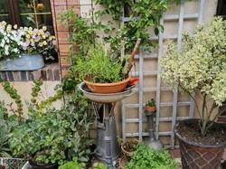 Hartencourt (le jardin)