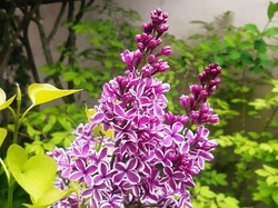 Hartencourt (le jardin)