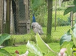 La Chapelle Montligeon (+25kms)