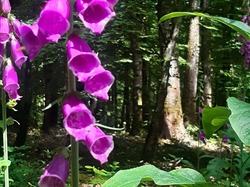 La Chapelle Montligeon (+25kms)