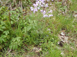 Le Château des Vaux