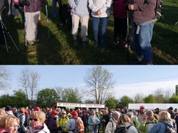 Les pommiers en fleurs