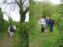 Les pommiers en fleurs