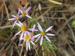 Lou Castelet-Lundi 05.10