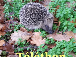 Nogent-le-Phaye / Téléthon