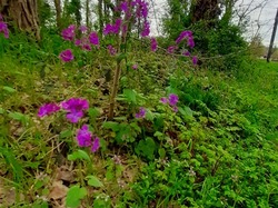 Saint-Martin-de-Nigelles