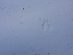 Séjour raquettes CDRP28