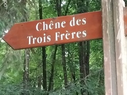 Senonches (arbres remarquables)