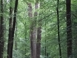 Senonches (arbres remarquables)