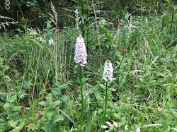 Senonches (arbres remarquables)