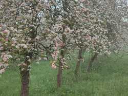 THICHEVILLE Jour 2 r des pommiers